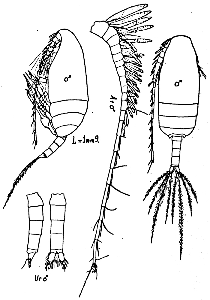 Species Scolecithricella vittata - Plate 14 of morphological figures