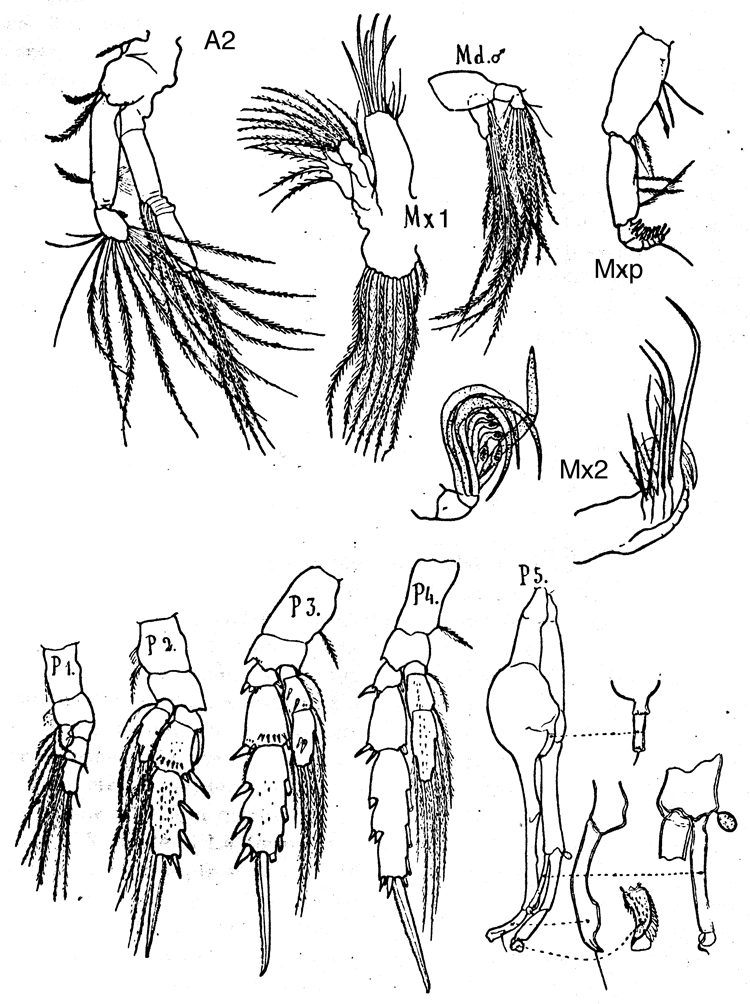 Species Scolecithricella vittata - Plate 15 of morphological figures