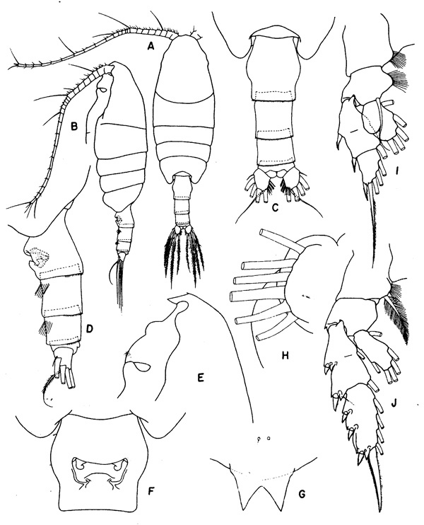 Species Valdiviella insignis - Plate 1 of morphological figures