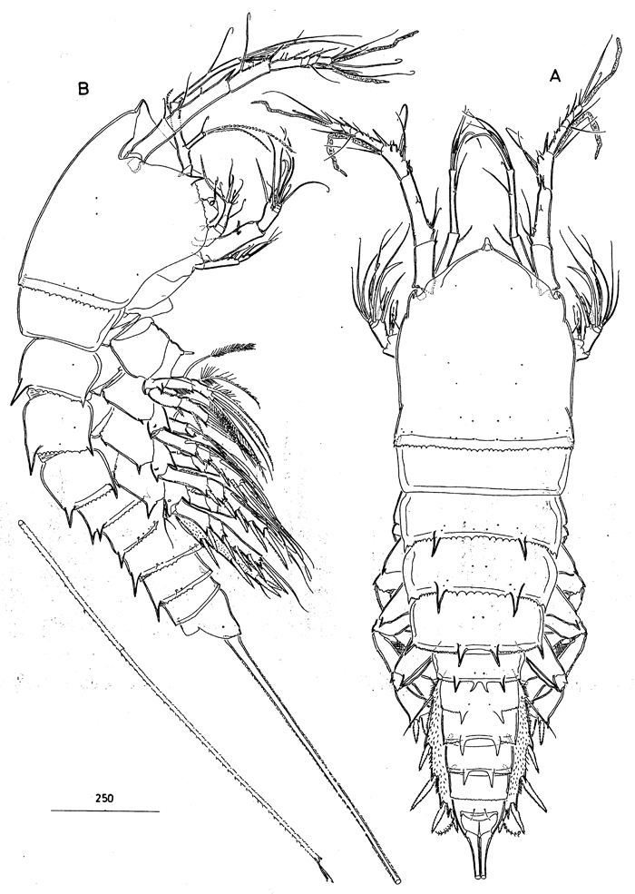 Species Andromastax muricatus - Plate 1 of morphological figures