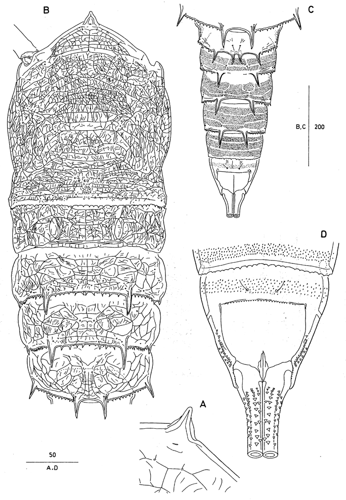 Espce Andromastax muricatus - Planche 2 de figures morphologiques