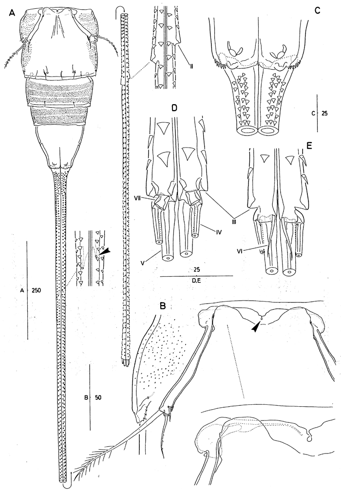 Species Andromastax muricatus - Plate 3 of morphological figures