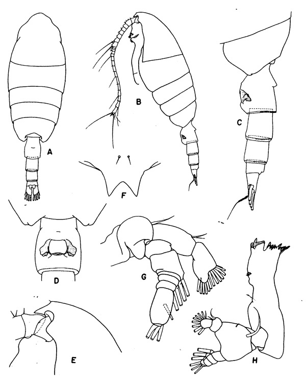 Espèce Valdiviella minor - Planche 1 de figures morphologiques