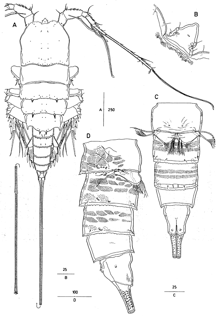Species Andromastax muricatus - Plate 5 of morphological figures