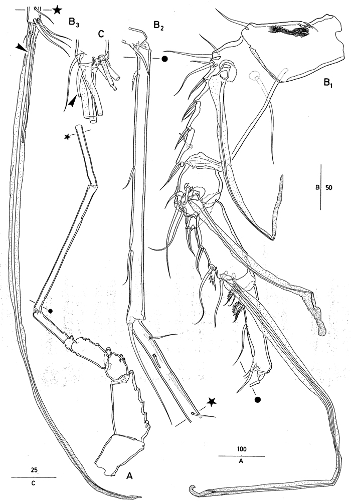Species Andromastax muricatus - Plate 6 of morphological figures