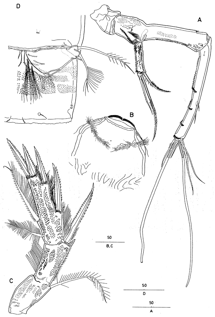 Species Andromastax muricatus - Plate 7 of morphological figures