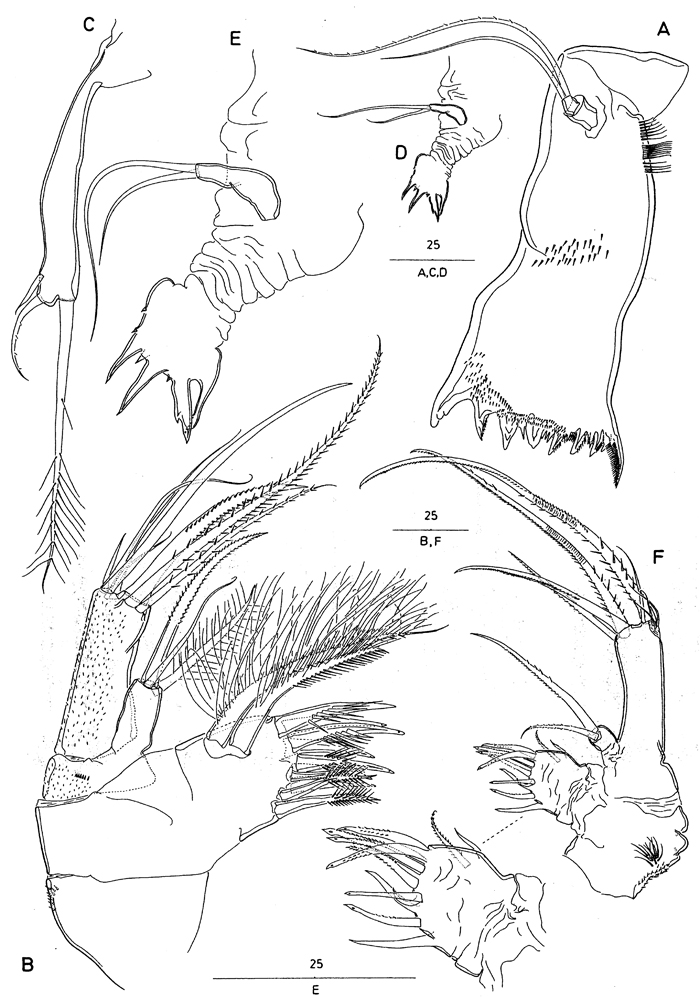 Species Andromastax muricatus - Plate 8 of morphological figures