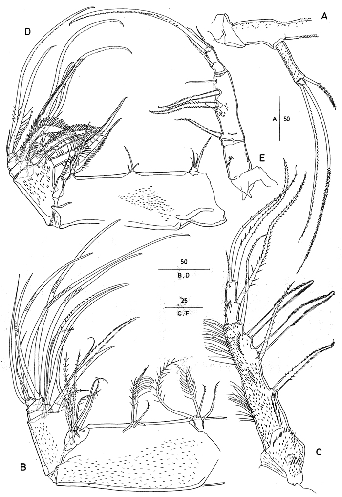 Espce Andromastax muricatus - Planche 9 de figures morphologiques
