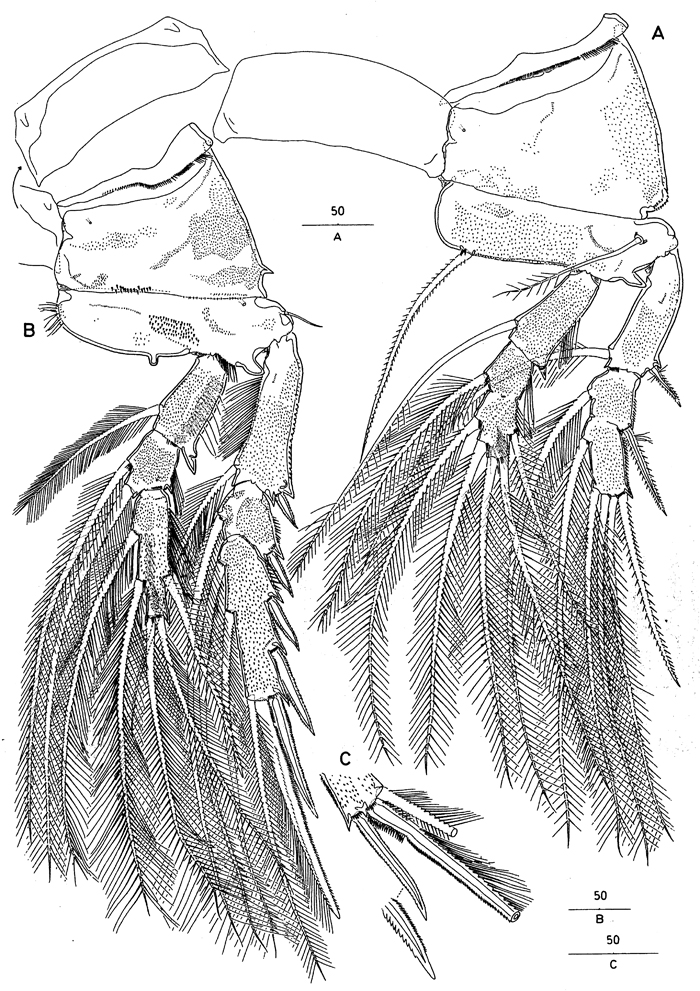 Espce Andromastax muricatus - Planche 10 de figures morphologiques