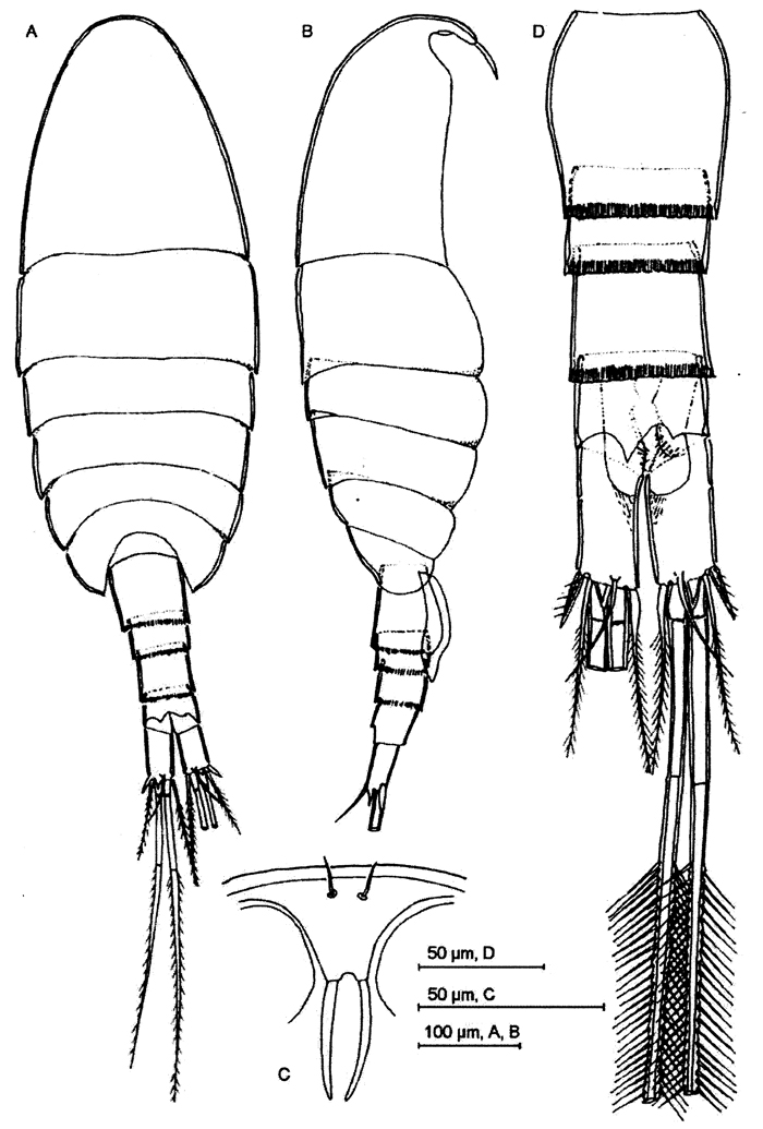Species Badijella jalzici - Plate 1 of morphological figures