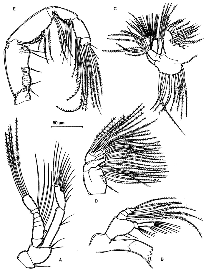 Species Badijella jalzici - Plate 3 of morphological figures