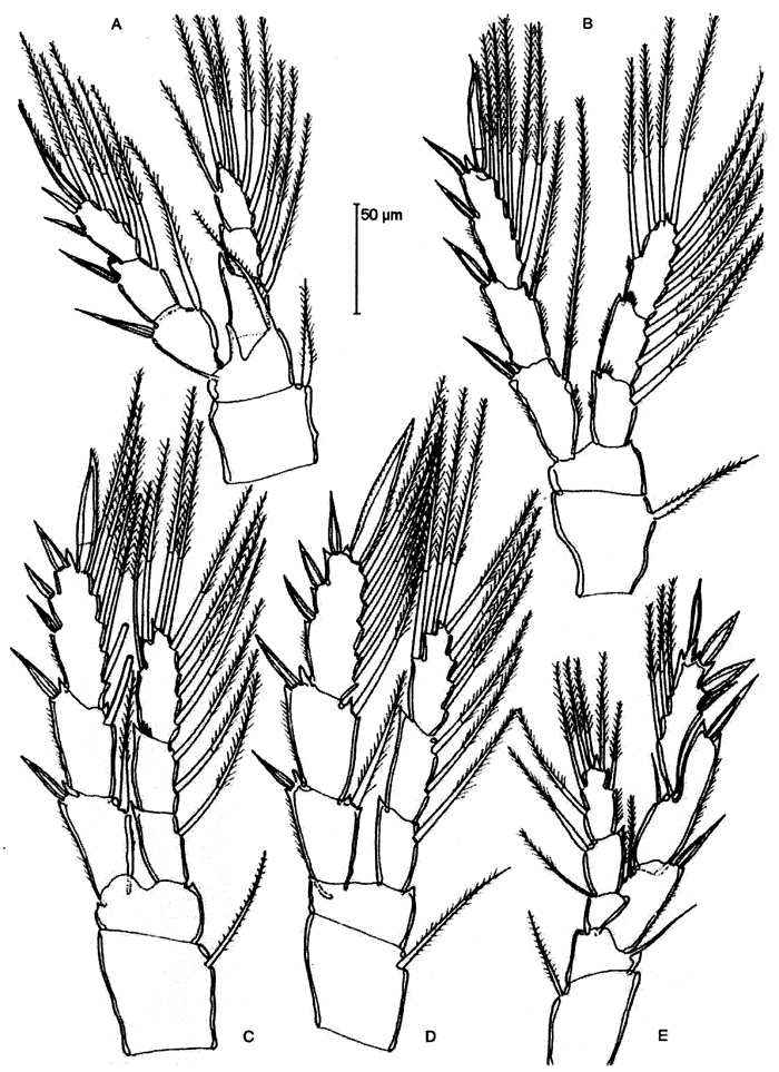 Species Badijella jalzici - Plate 4 of morphological figures