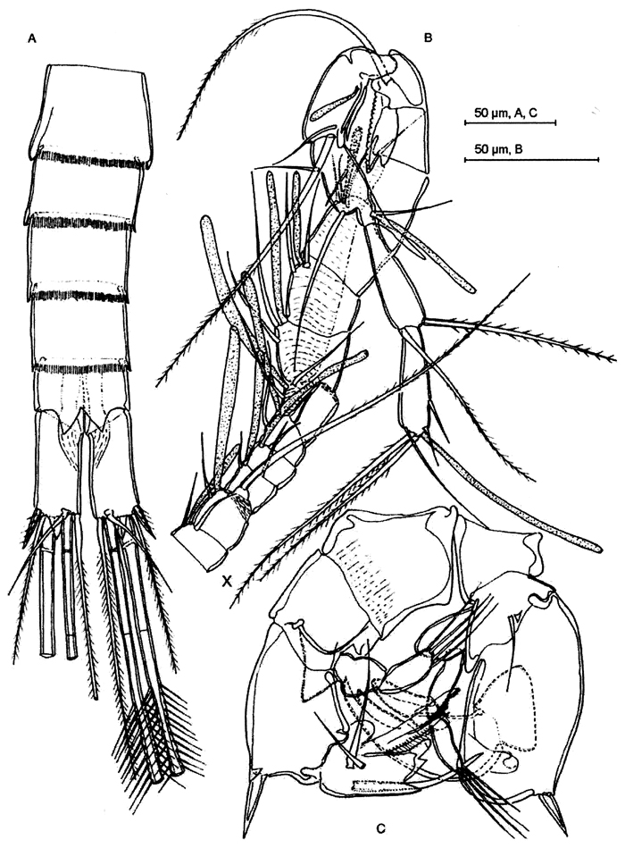Species Badijella jalzici - Plate 5 of morphological figures