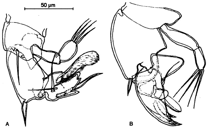 Species Badijella jalzici - Plate 6 of morphological figures