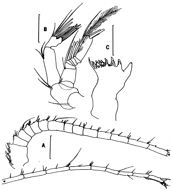 Espce Gaussia intermedia - Planche 2 de figures morphologiques