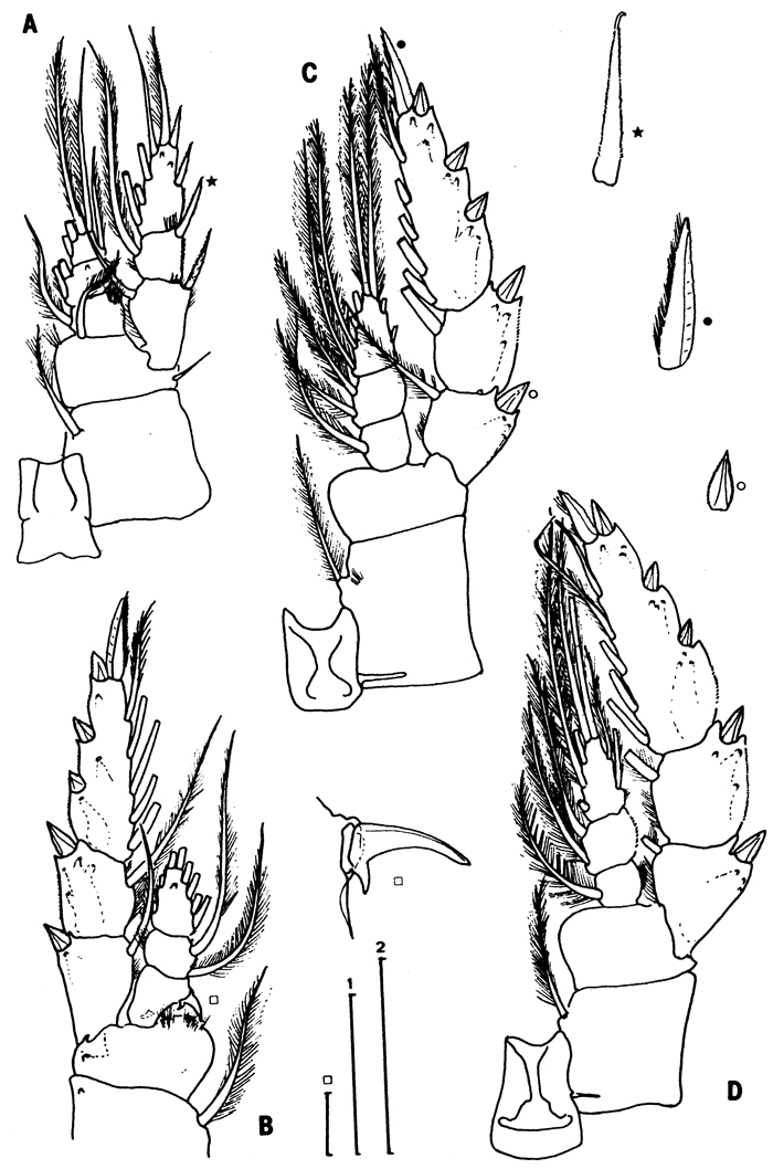 Species Gaussia intermedia - Plate 4 of morphological figures