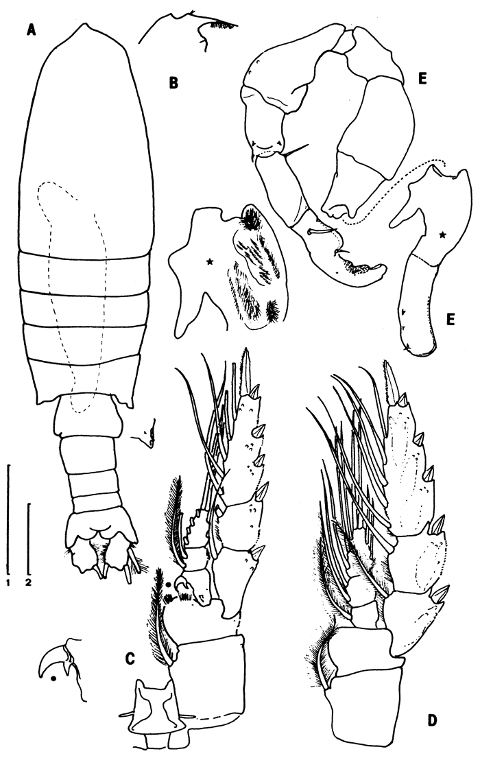 Species Gaussia intermedia - Plate 5 of morphological figures
