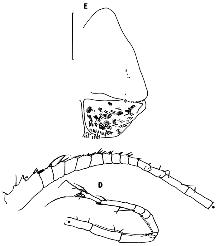 Species Gaussia intermedia - Plate 6 of morphological figures