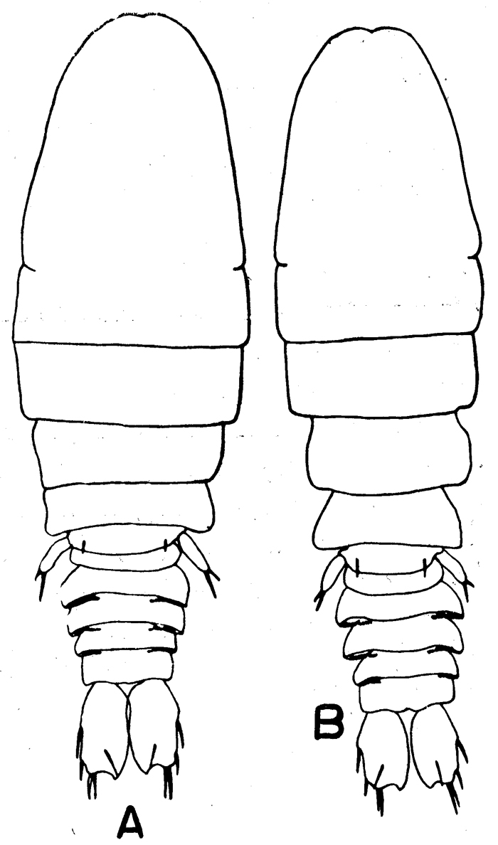 Species Sapphirina angusta - Plate 8 of morphological figures