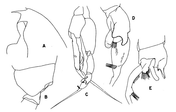 Species Euchaeta media - Plate 2 of morphological figures