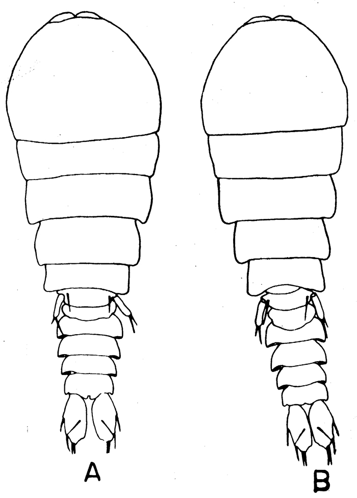 Espèce Sapphirina ovatolanceolata - Planche 3 de figures morphologiques