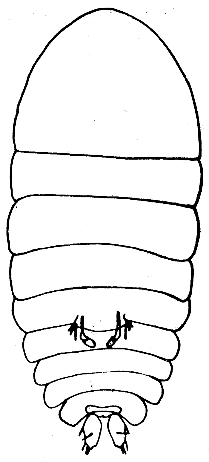 Espèce Sapphirina ovatolanceolata - Planche 4 de figures morphologiques