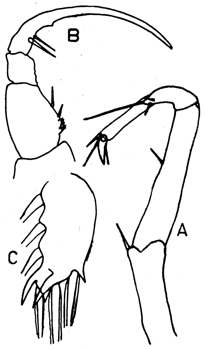 Espce Sapphirina ovatolanceolata - Planche 5 de figures morphologiques