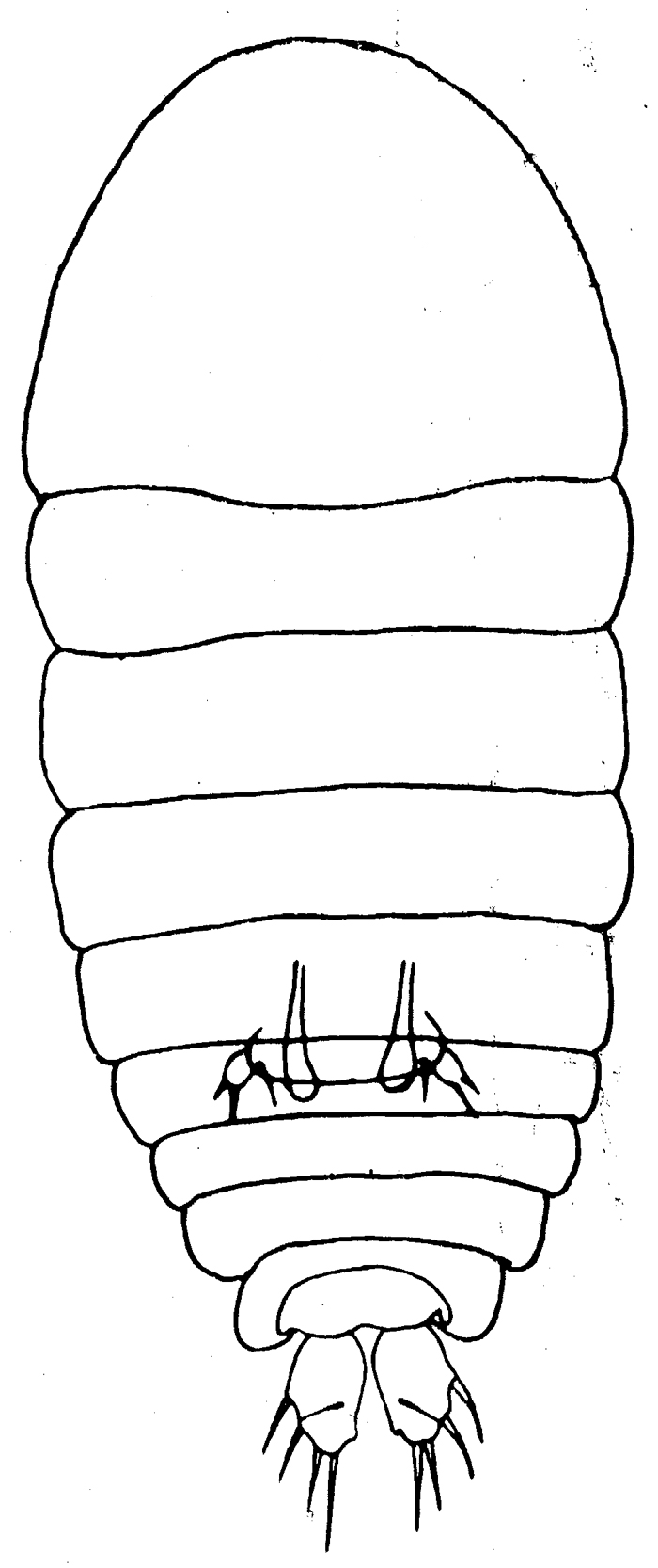 Espce Sapphirina gemma - Planche 3 de figures morphologiques