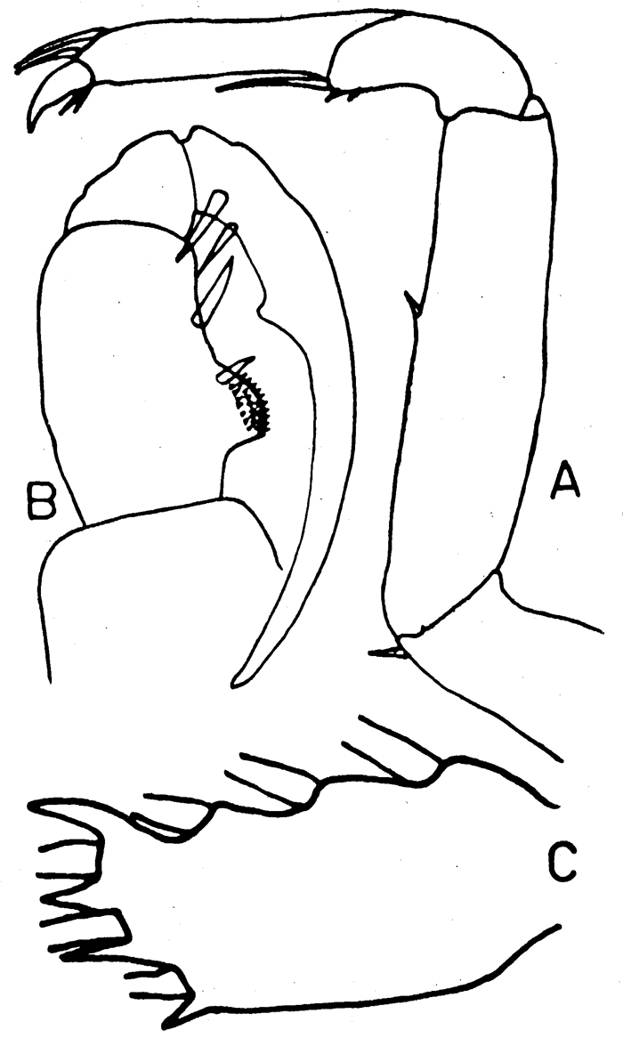 Espèce Sapphirina gemma - Planche 4 de figures morphologiques