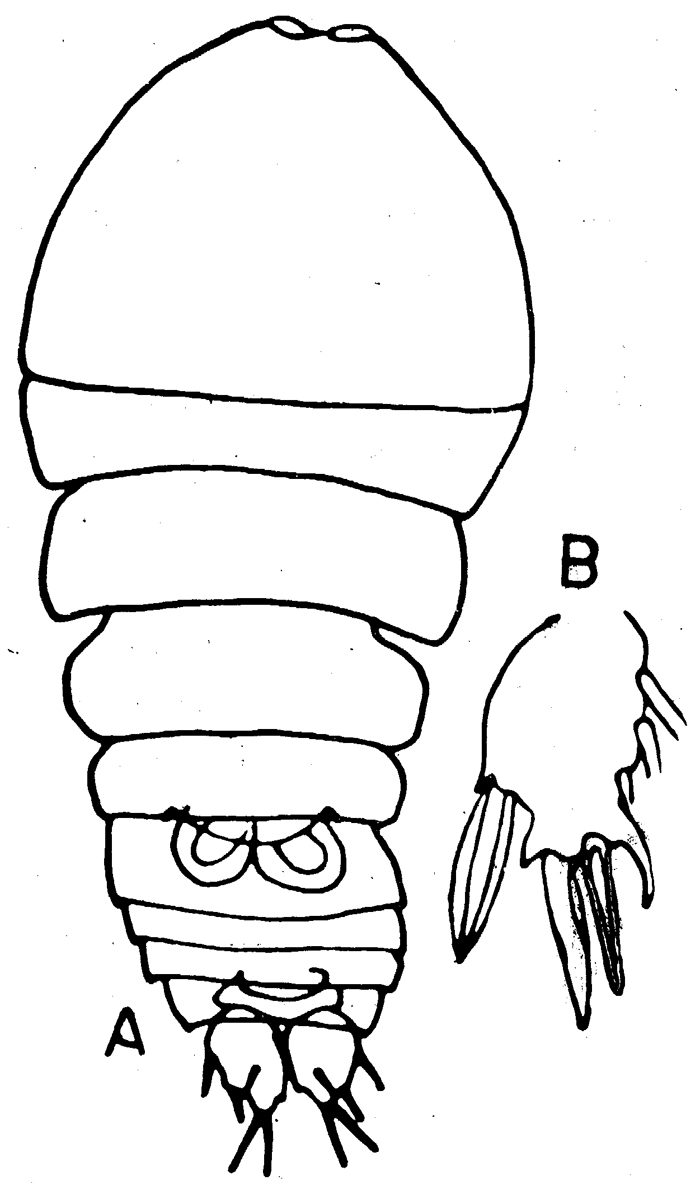 Species Sapphirina pyrosomatis - Plate 2 of morphological figures