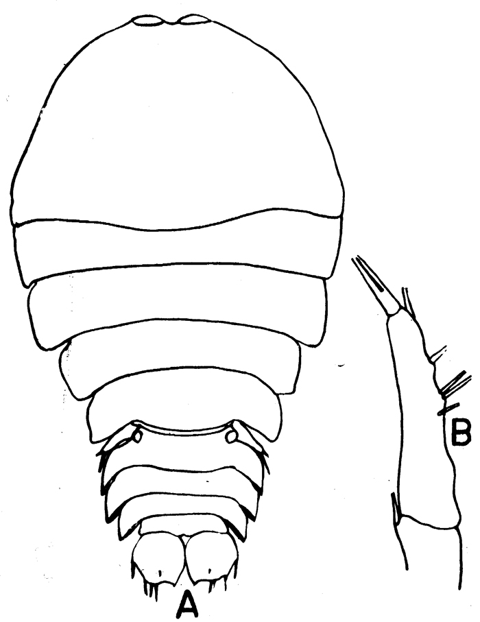 Espce Sapphirina opalina - Planche 3 de figures morphologiques