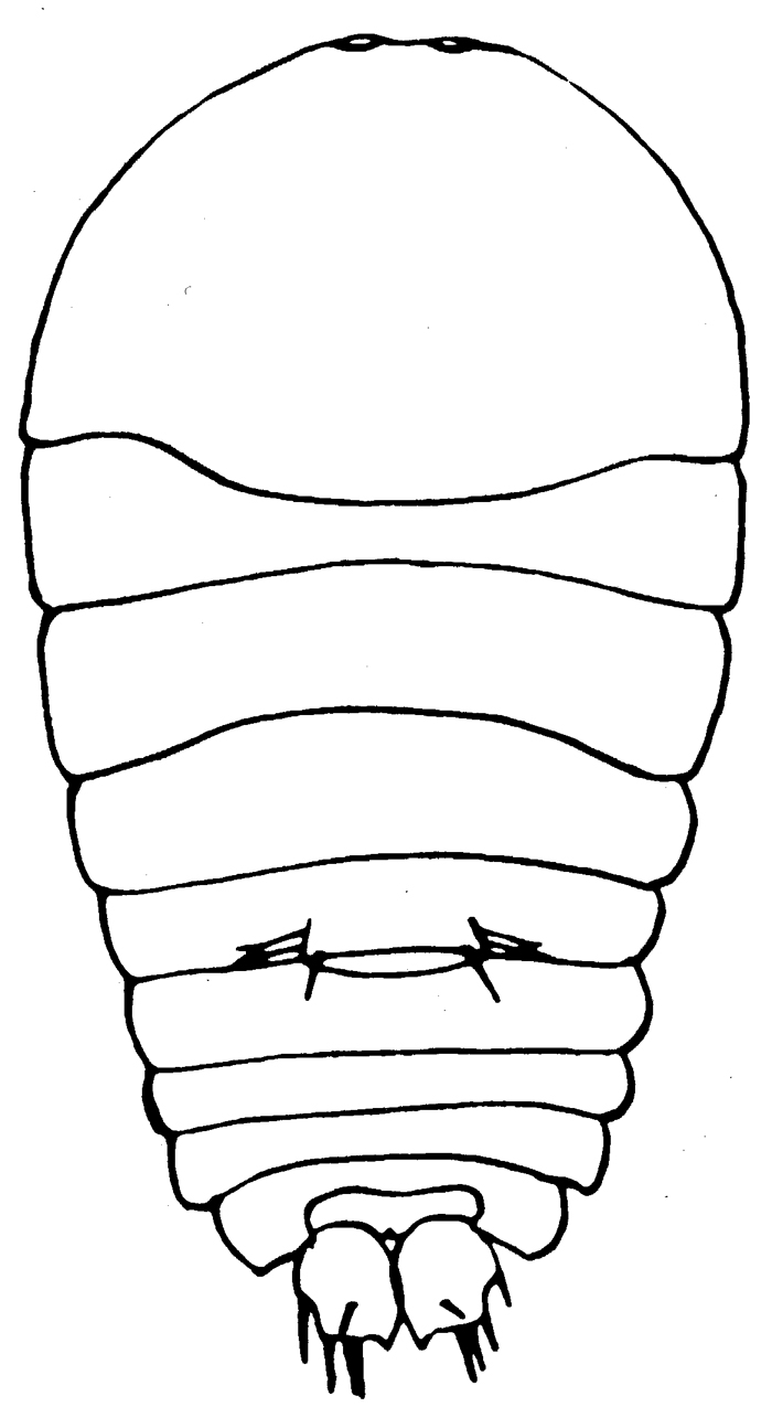 Species Sapphirina opalina - Plate 4 of morphological figures