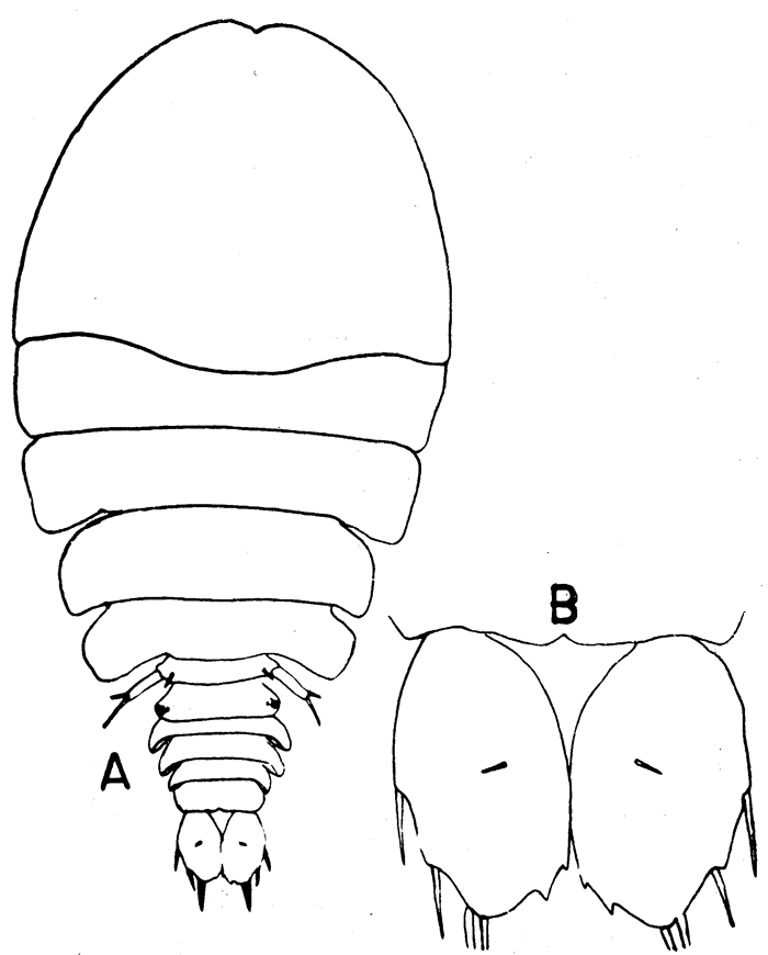 Espèce Sapphirina bicuspidata - Planche 1 de figures morphologiques