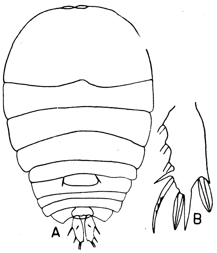 Species Sapphirina intestinata - Plate 3 of morphological figures