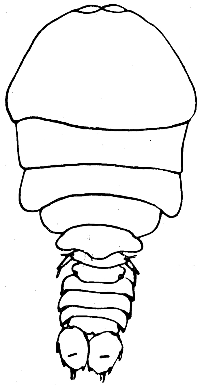 Species Sapphirina auronitens - Plate 1 of morphological figures