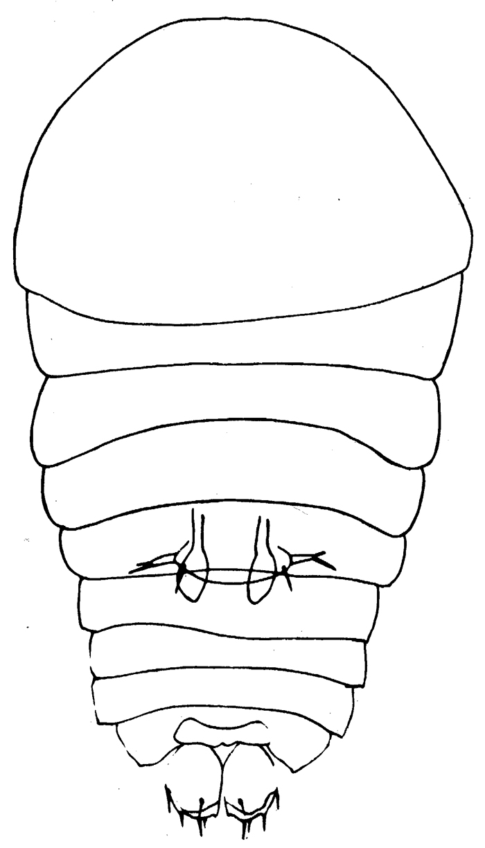Species Sapphirina darwini - Plate 3 of morphological figures
