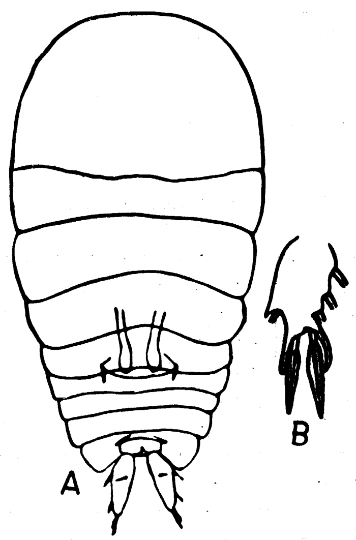 Species Sapphirina lactens - Plate 2 of morphological figures