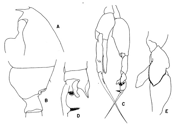 Espèce Euchaeta acuta - Planche 2 de figures morphologiques
