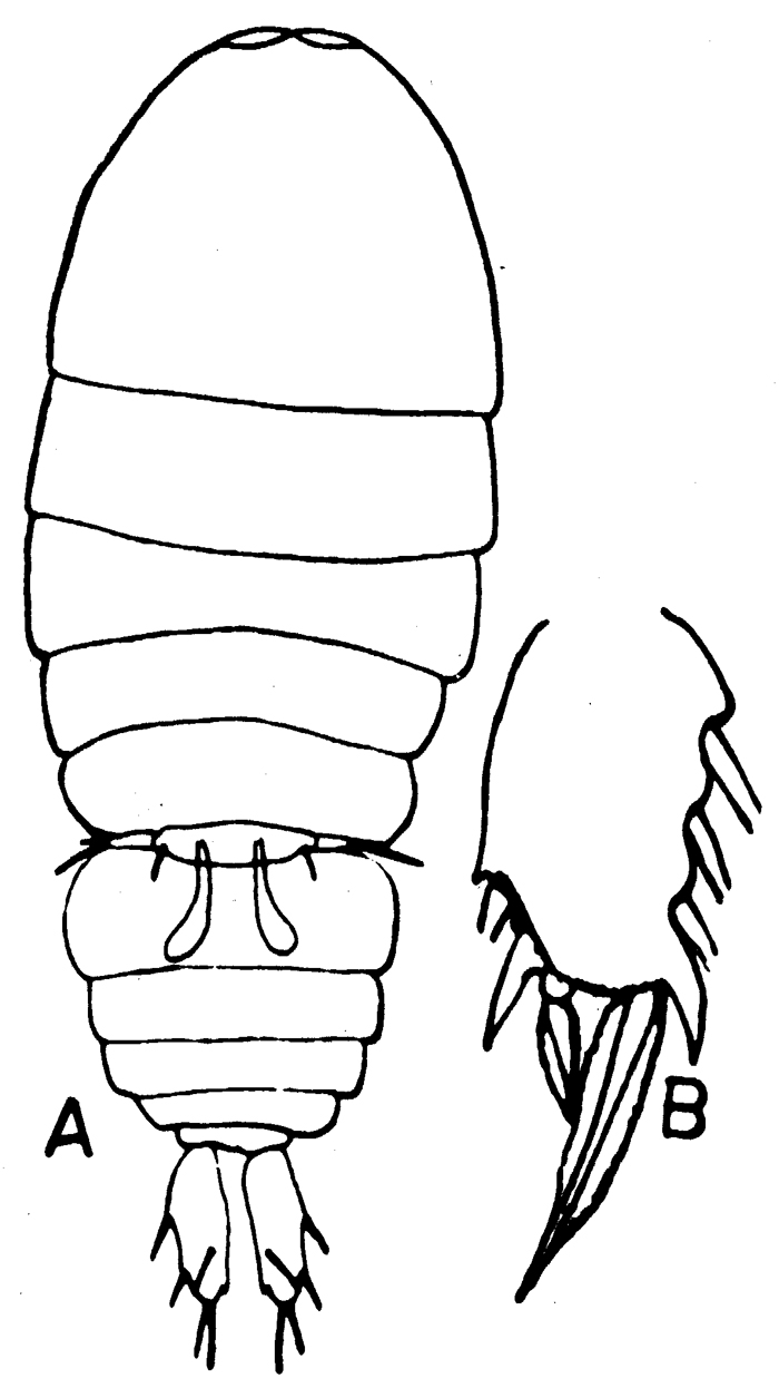 Espce Sapphirina sali - Planche 3 de figures morphologiques