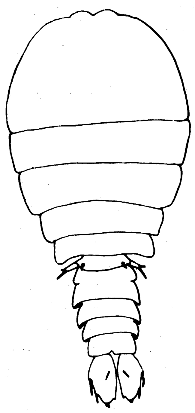 Espce Sapphirina nigromaculata - Planche 4 de figures morphologiques