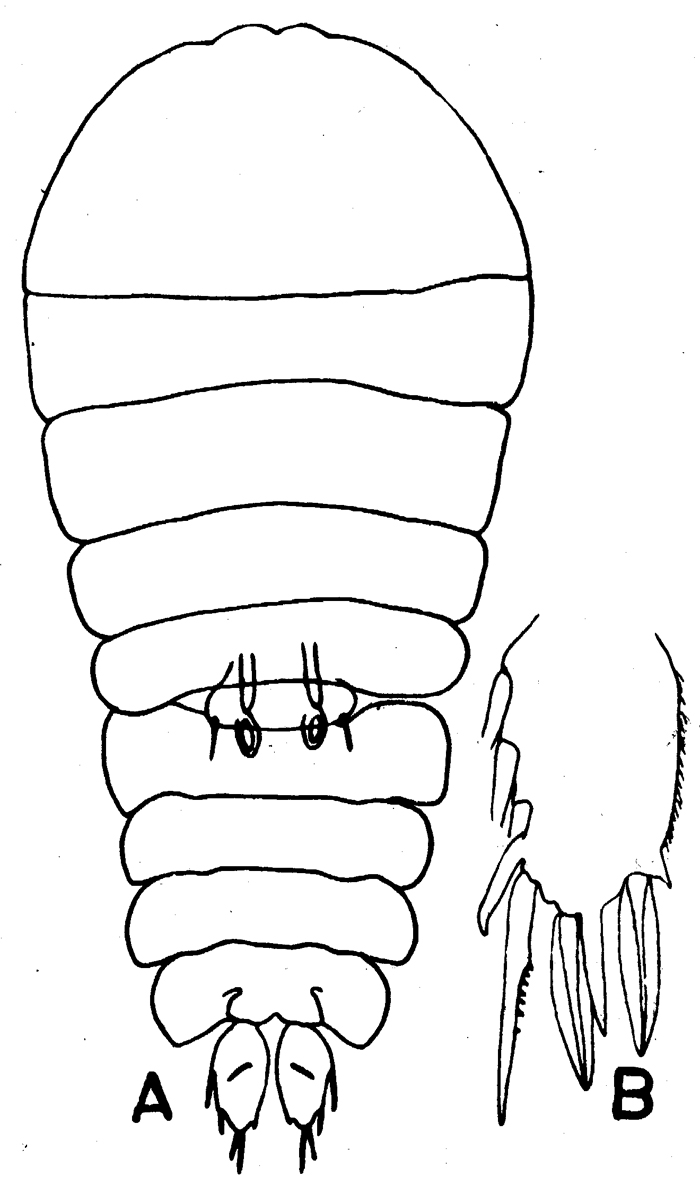 Espce Sapphirina nigromaculata - Planche 5 de figures morphologiques