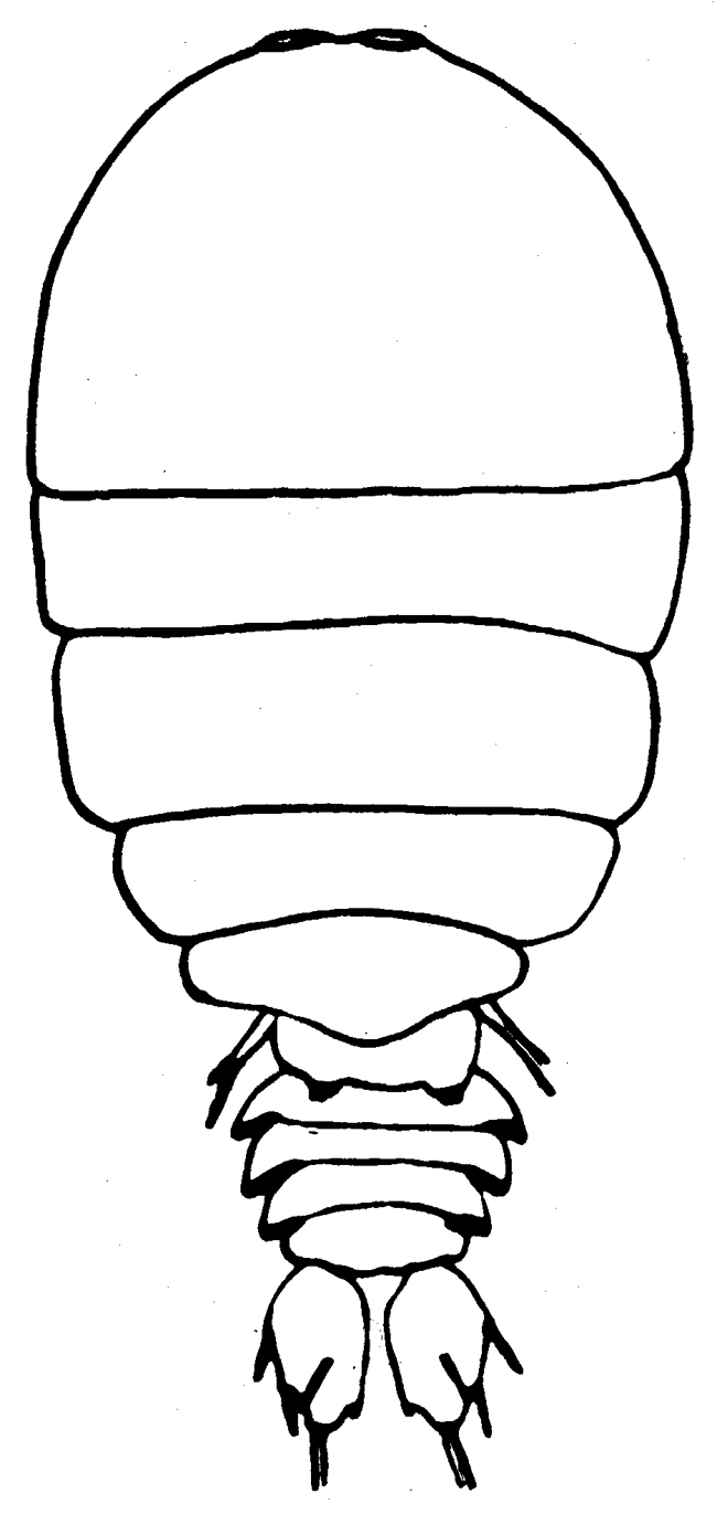 Espce Sapphirina vorax - Planche 1 de figures morphologiques