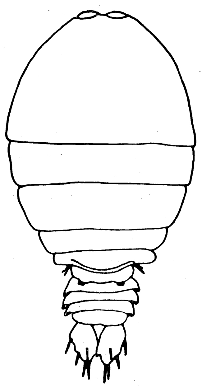 Espce Sapphirina sinuicauda - Planche 2 de figures morphologiques