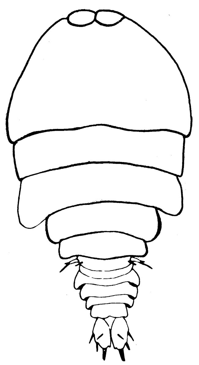 Espèce Sapphirina maculosa - Planche 1 de figures morphologiques