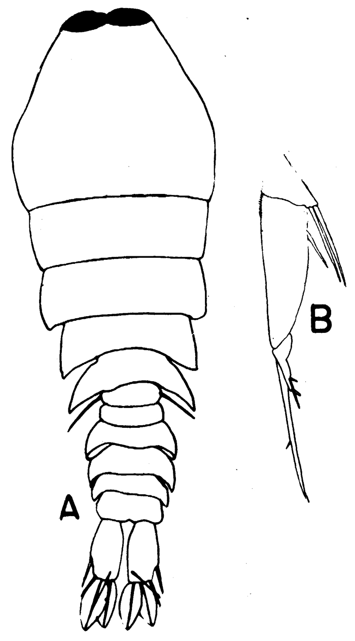 Espèce Sapphirina metallina - Planche 3 de figures morphologiques