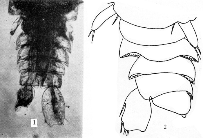 Species Sapphirina angusta - Plate 10 of morphological figures