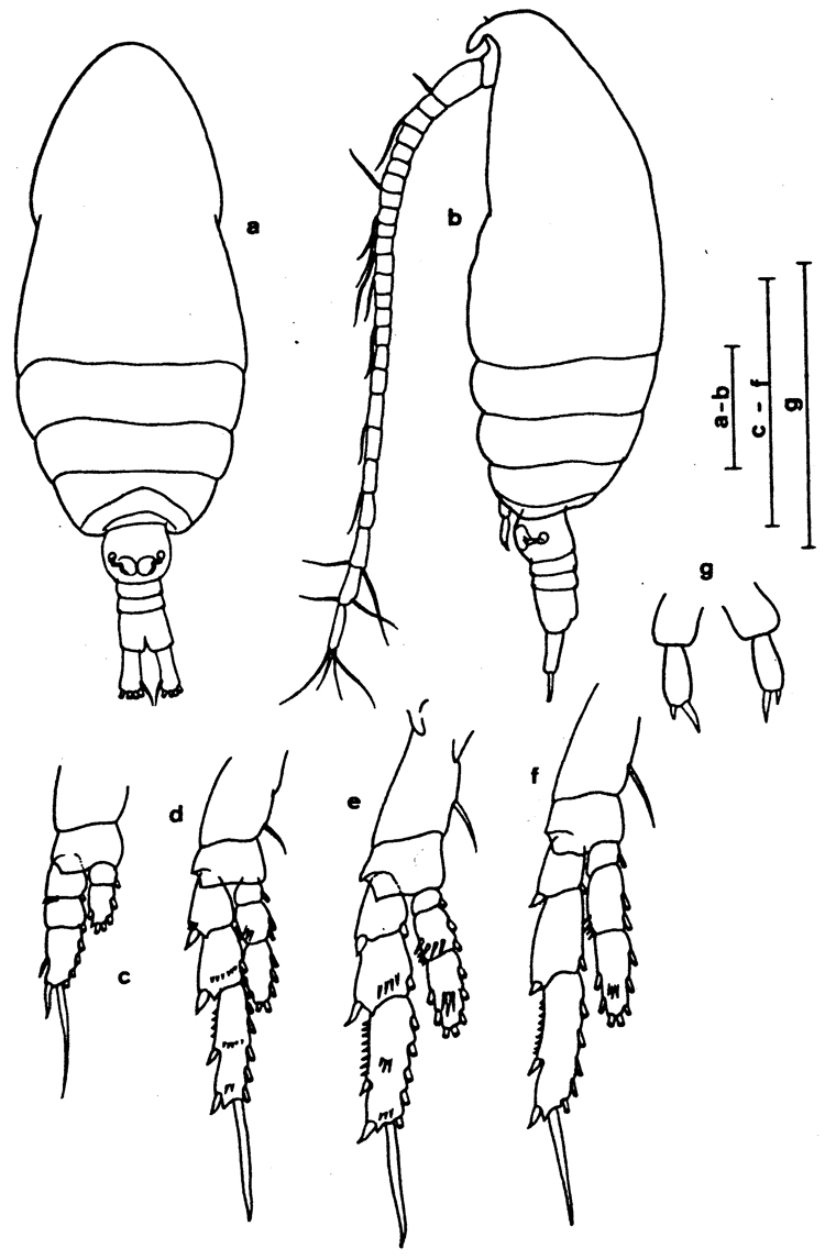 Species Parvocalanus crassirostris - Plate 11 of morphological figures