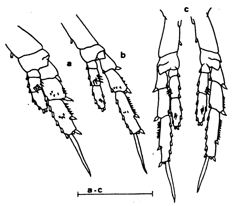 Species Parvocalanus crassirostris - Plate 12 of morphological figures