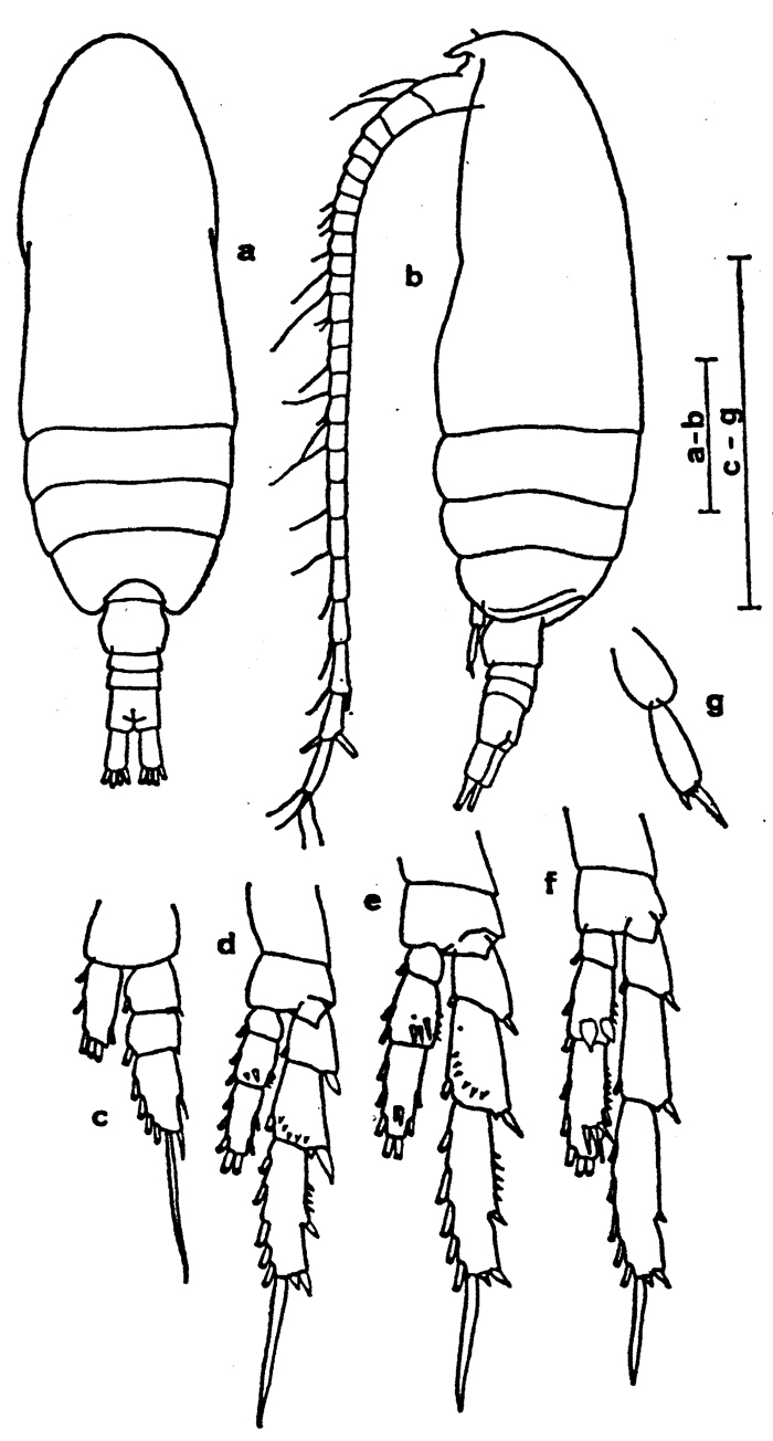 Species Parvocalanus elegans - Plate 2 of morphological figures