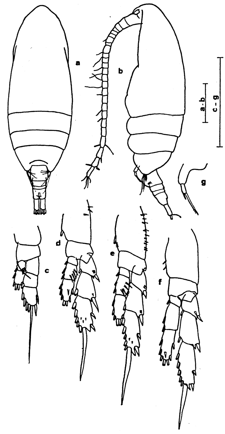 Espce Delibus nudus - Planche 7 de figures morphologiques